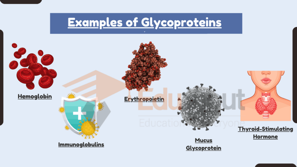 image showing Examples of Glycoproteins