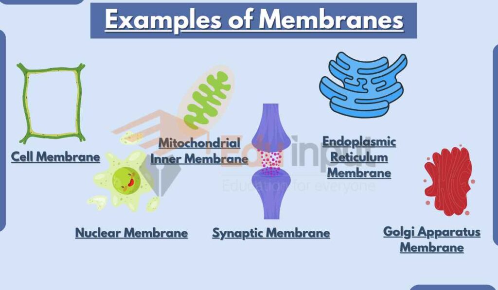 image showing examples of membranes