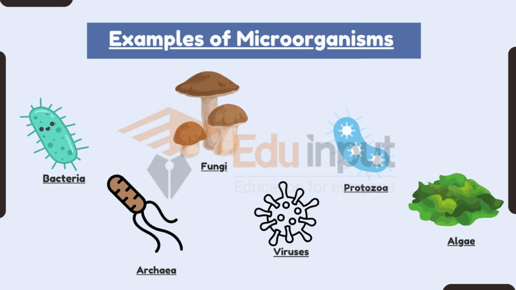 image showing Examples of Microorganisms