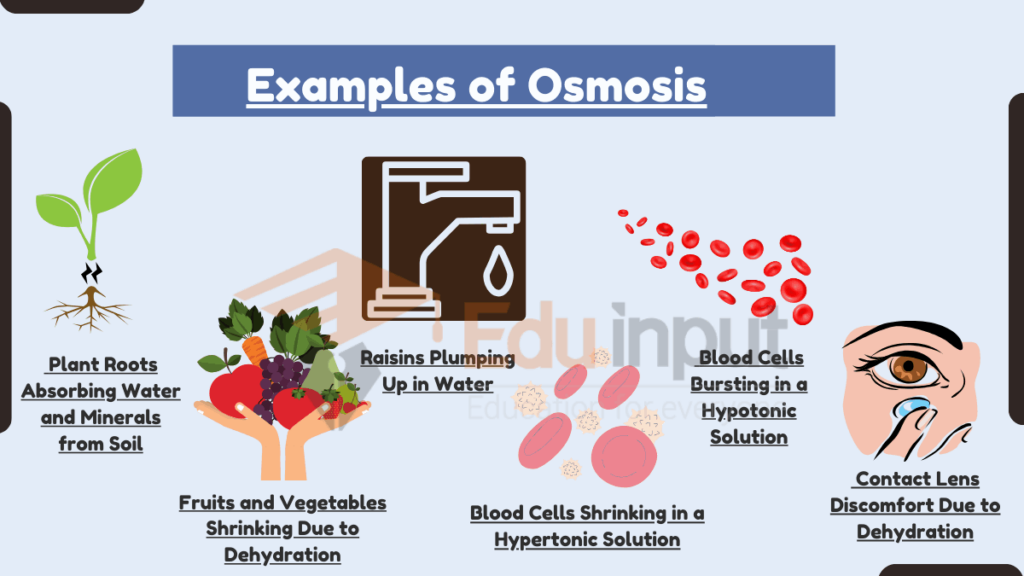 image showing Examples of Osmosis