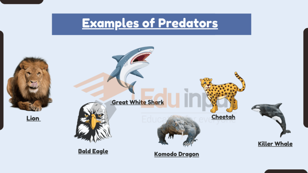 image showing Examples of Predators