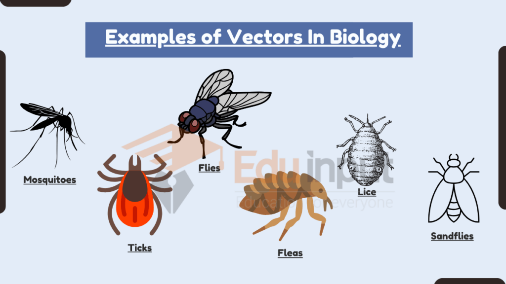 image showing Examples of Vectors In Biology