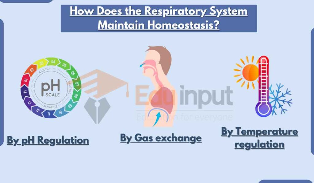 image showing How Does the Respiratory System Maintain Homeostasis?