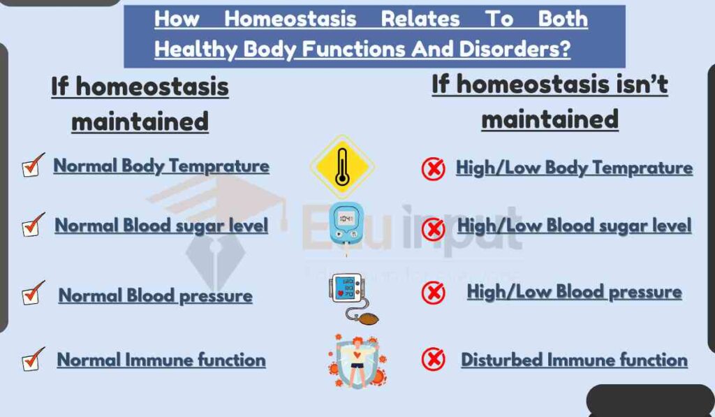 image showing How Homeostasis Relates To Both Healthy Body Functions And Disorders?