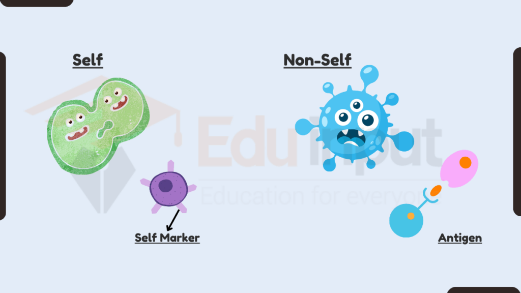 image showing How does the immune system distinguish between self and non-self?