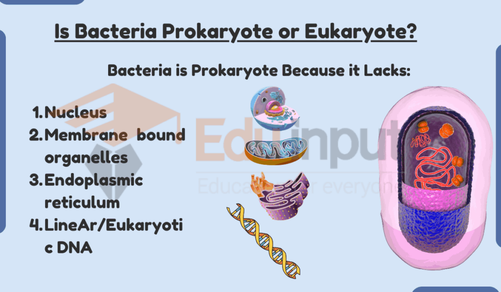 Is Bacteria Prokaryote or Eukaryote image
