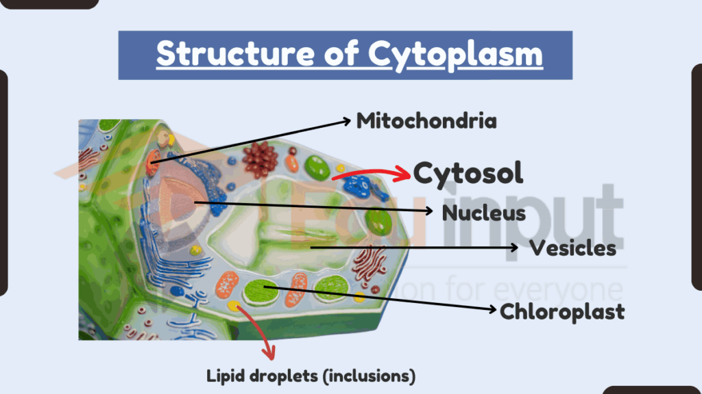 image showing components of cytoplasm