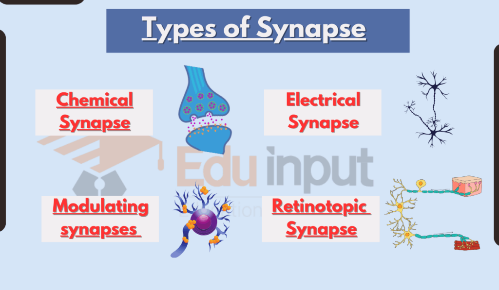 Types of Synapse main articles featured image