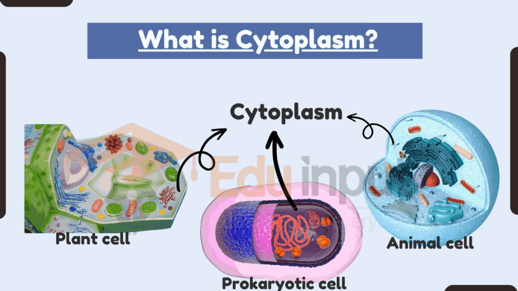 image showing cytoplasm in different cells