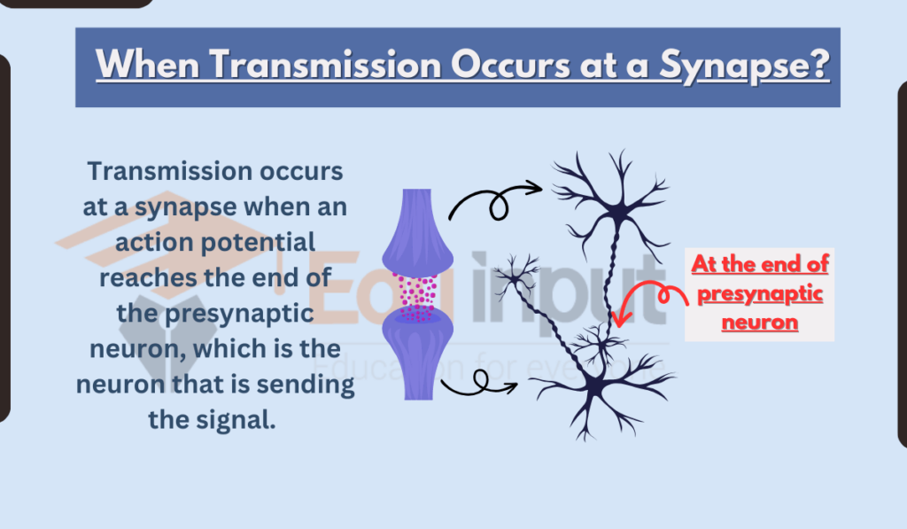 When Transmission Occurs at a Synapse image