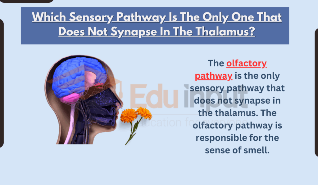 image showing Which Sensory Pathway Is The Only One That Does Not Synapse In The Thalamus?