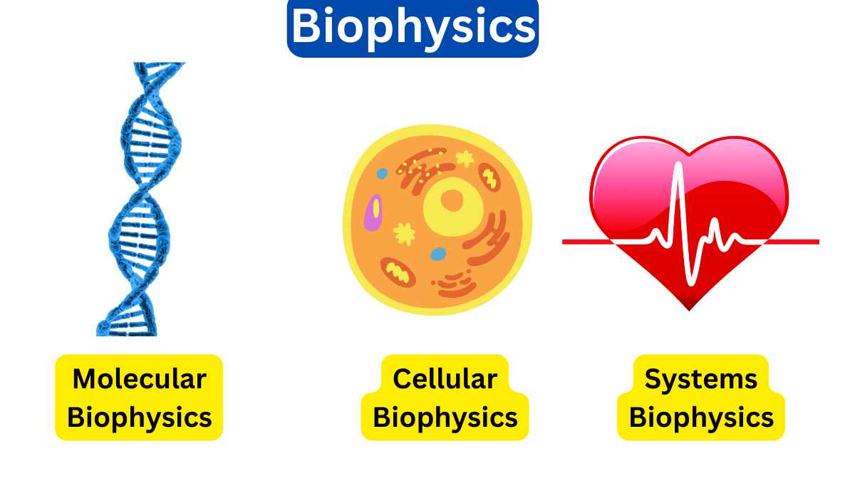 What is Biophysics?-Branches and Applications