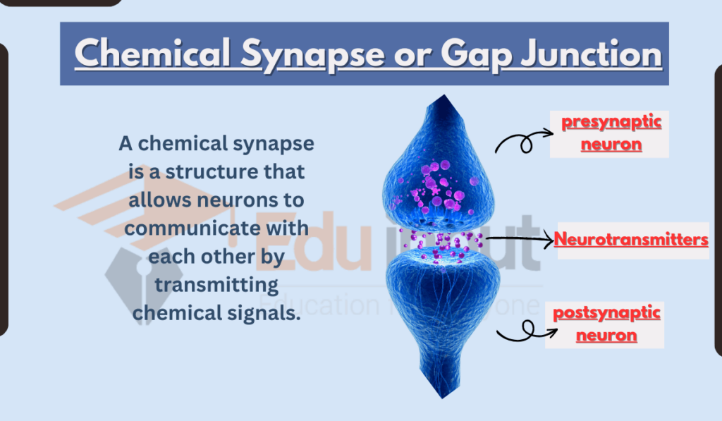 what is Chemical Synapse image