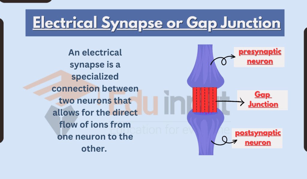 image showing what is Electrical Synapse