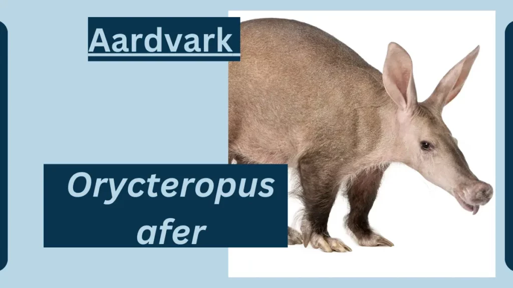 image showing Aardvark