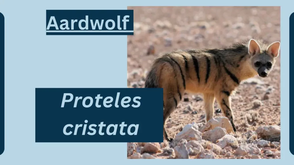 image showing Aardwolf 