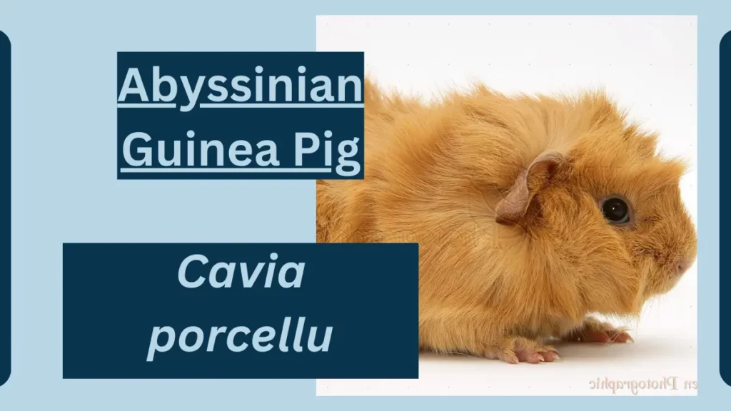 image showing Abyssinian Guinea Pig