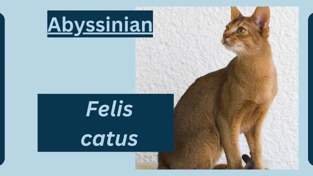 image showing Abyssinian
