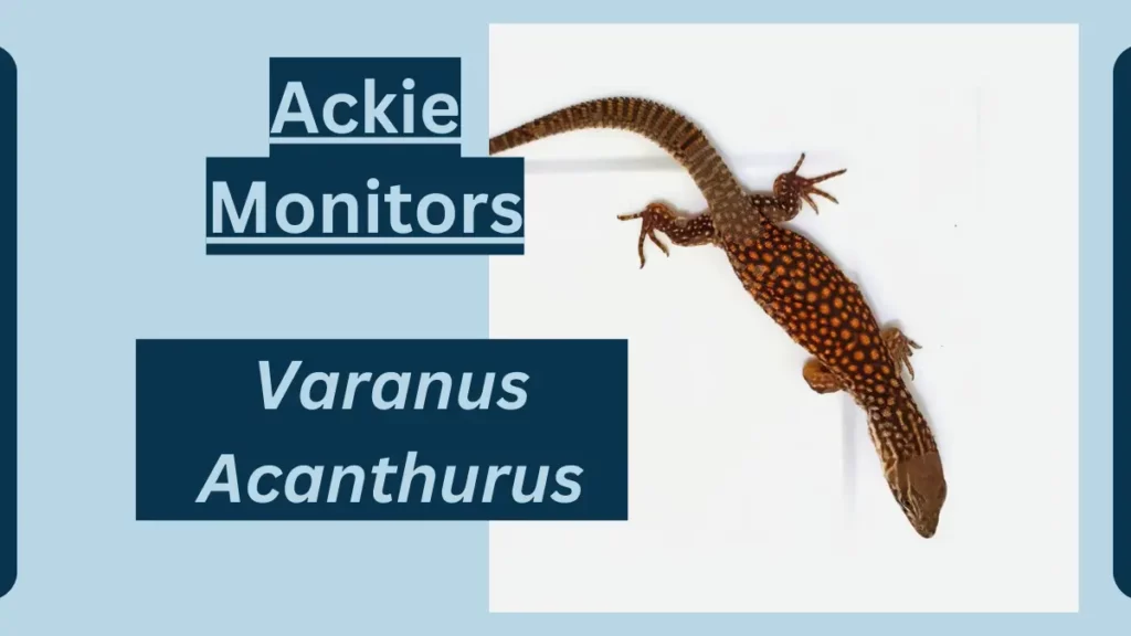 image showing Ackie Monitors