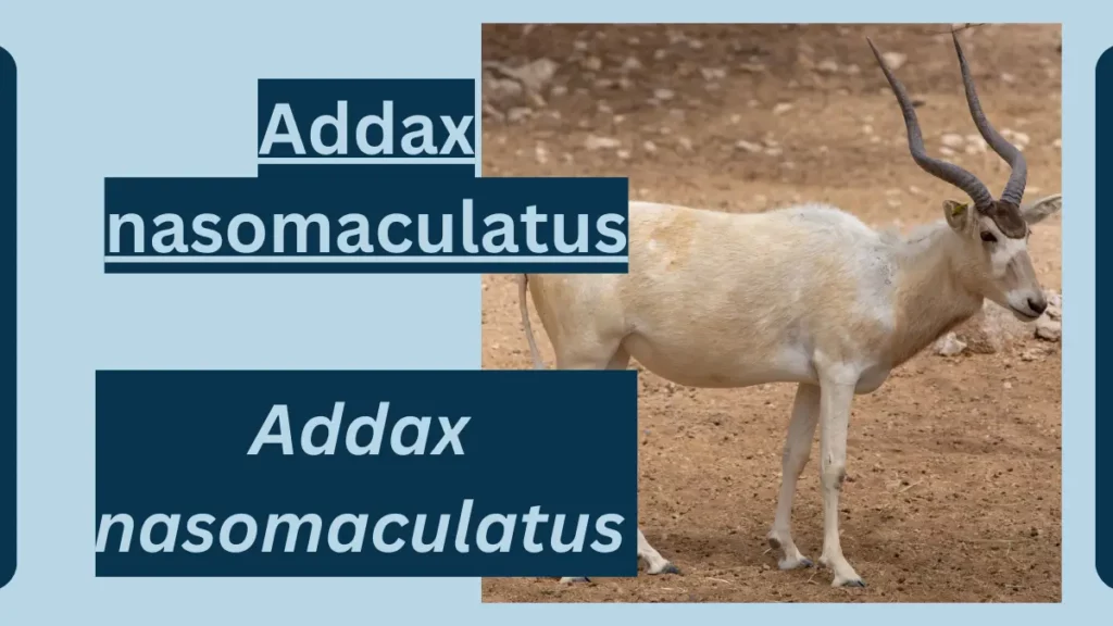 image showing Addax 