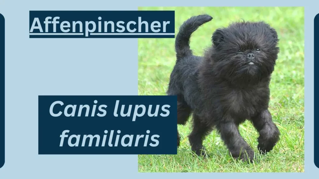 image showing Affenpinscher 