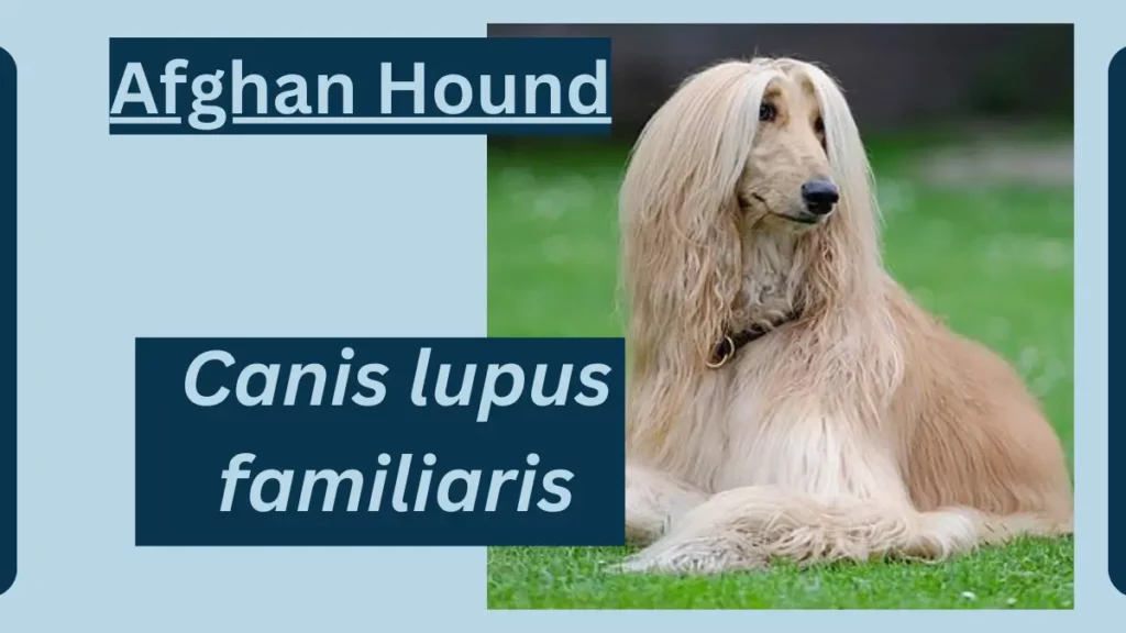 Image showing Afghan Hound