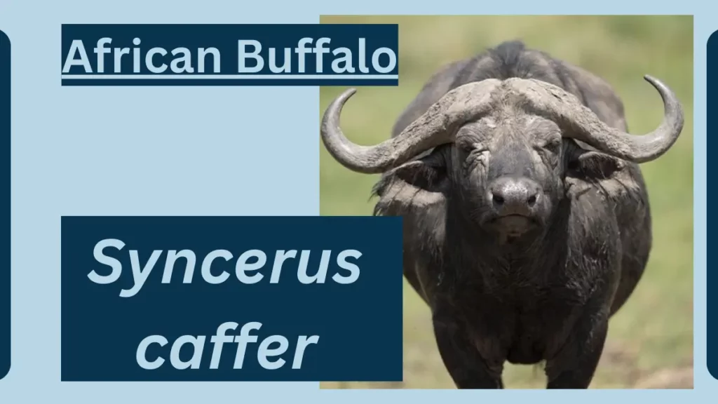 image showing African Buffalo