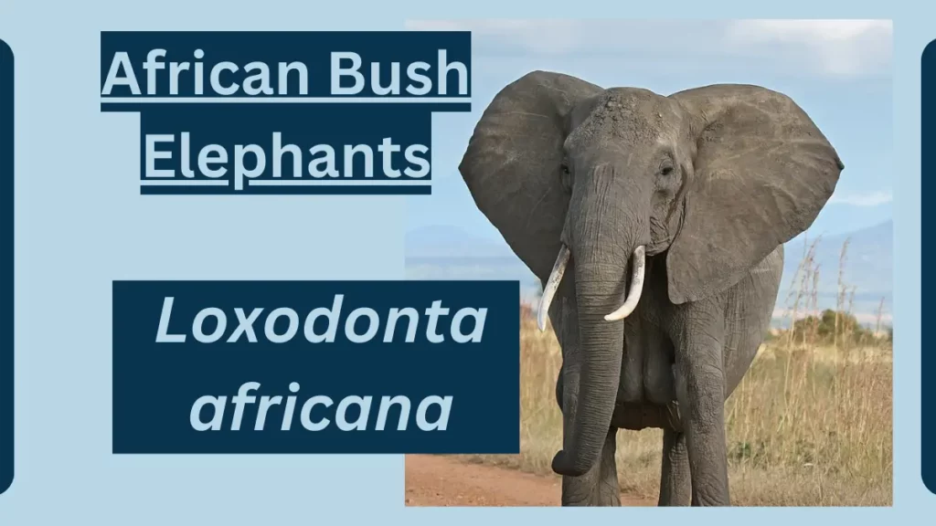 African Bush Elephant Animal Facts