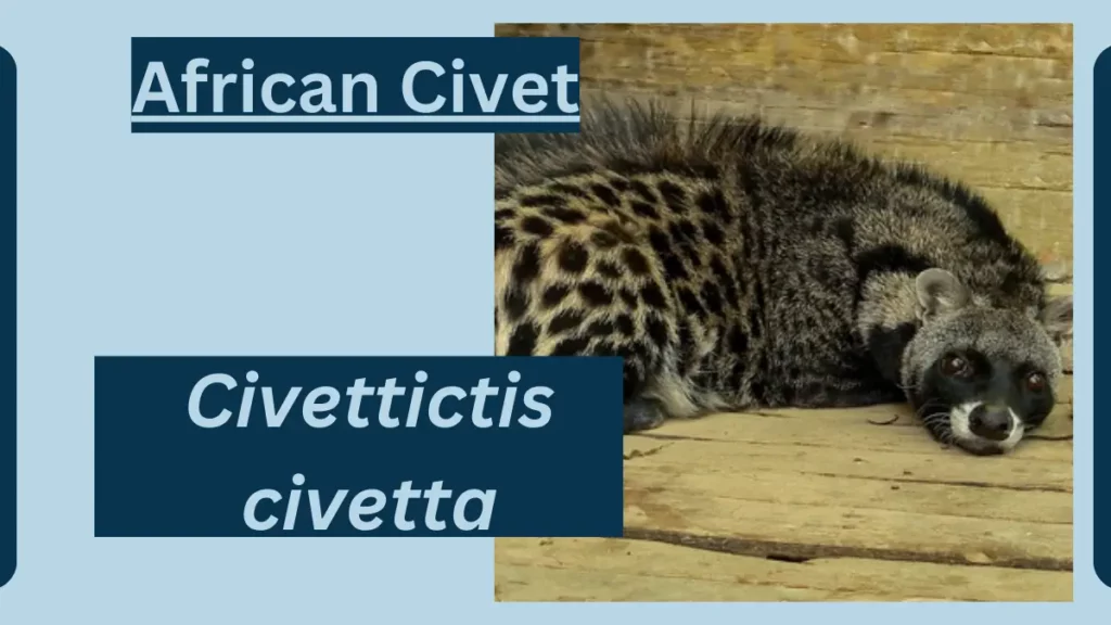 image showing African Civet