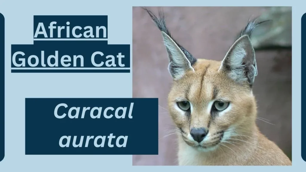 Image showing  African golden cat 