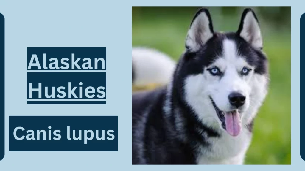 image showing Alaskan Huskies
