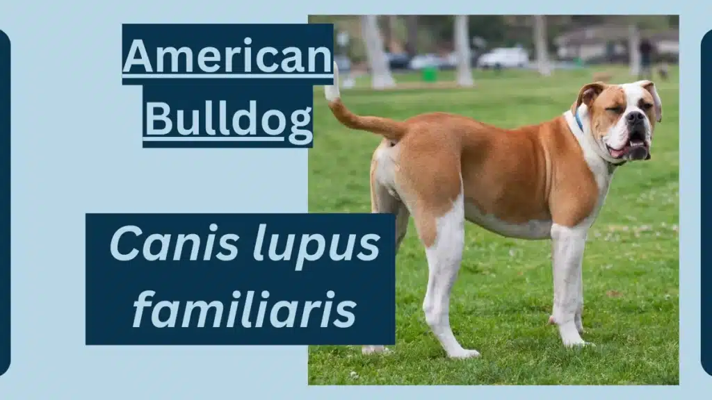 image showing American Bulldog