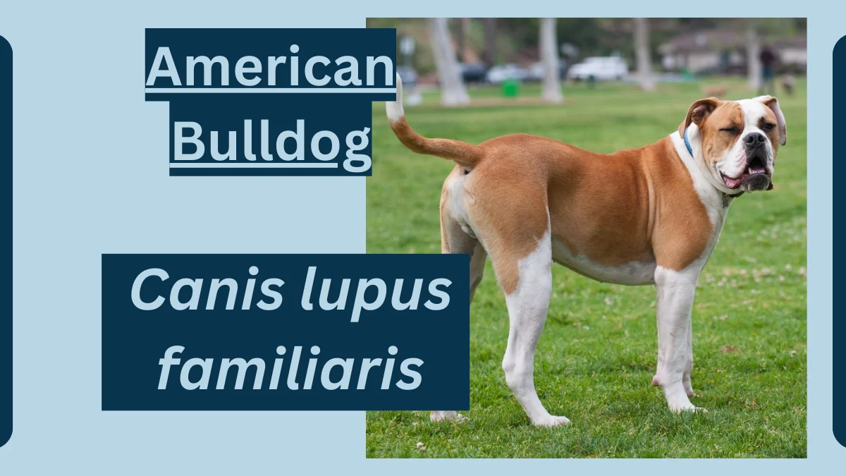 American Bulldog Animal Facts