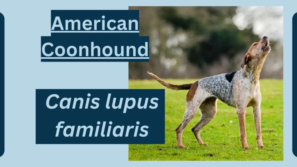 image showing American Coonhound