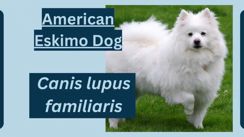 image showing American Eskimo Dog