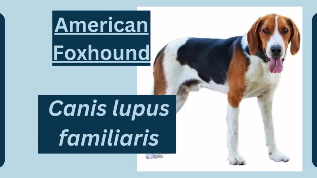 image showing American Foxhound