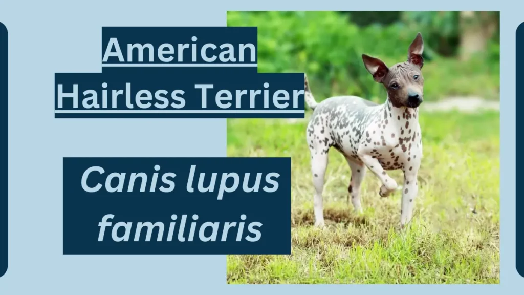 image showing American Hairless Terrier