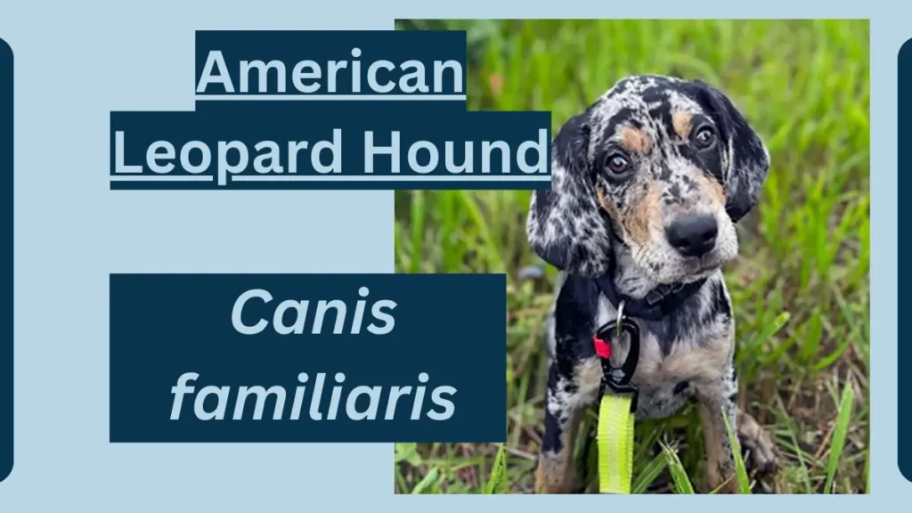 image showing American Leopard Hound