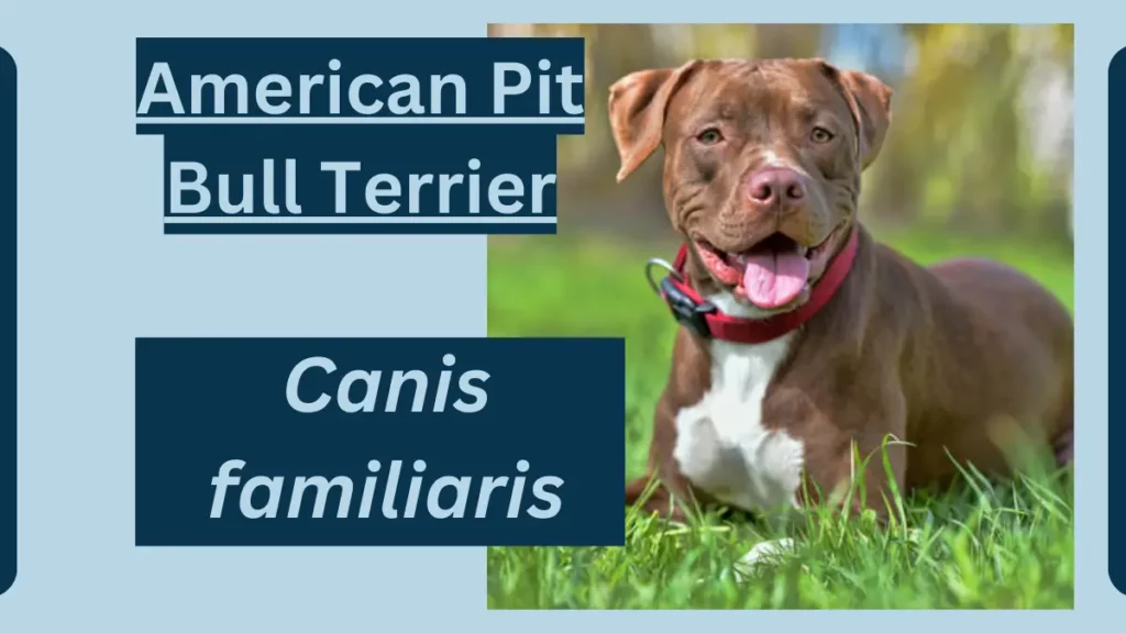 image showing American Pit Bull Terrier