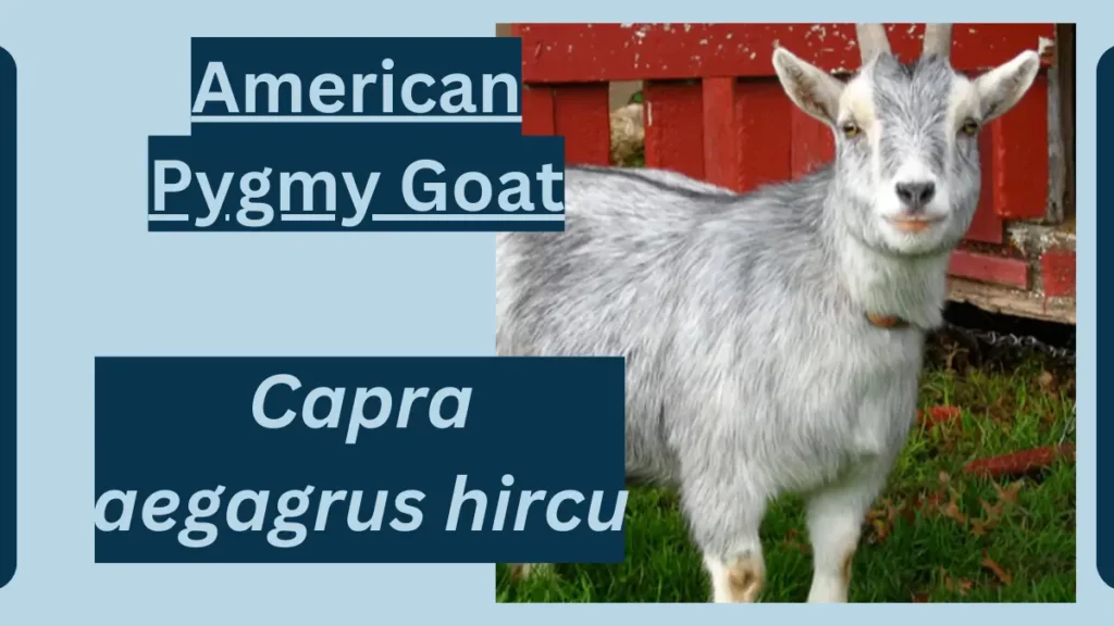 image showing American Pygmy Goat