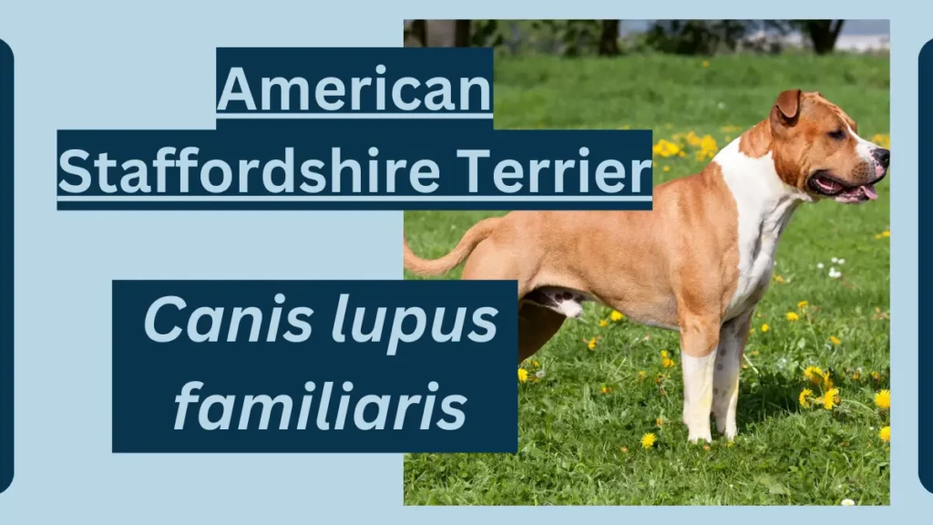 image showing American Staffordshire Terrier