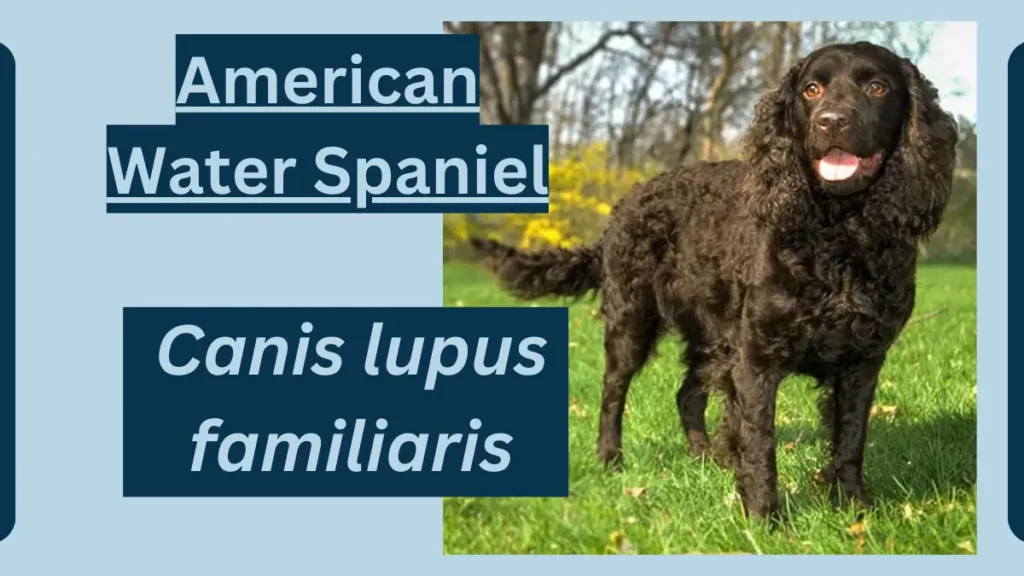 image showing American Water Spaniel