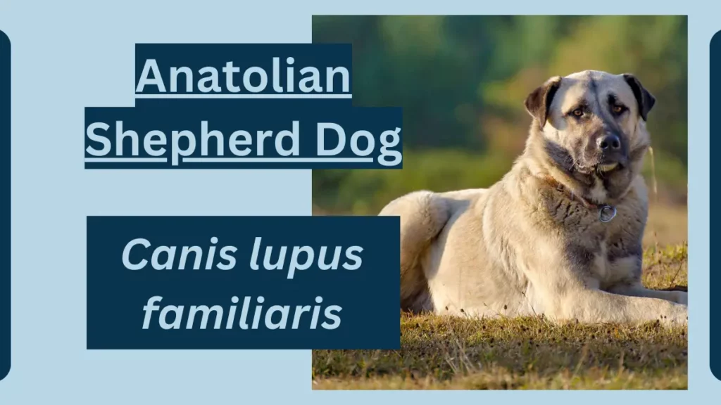 Anatolian Shepherd Dog image