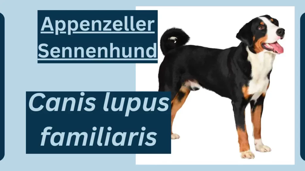 IMAGE SHOWING Appenzeller Sennenhund