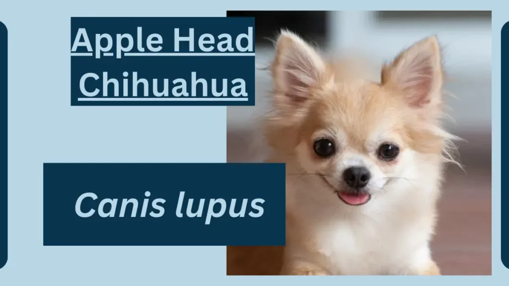 image showing Apple Head Chihuahua