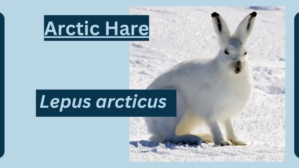 image showing Arctic Hare