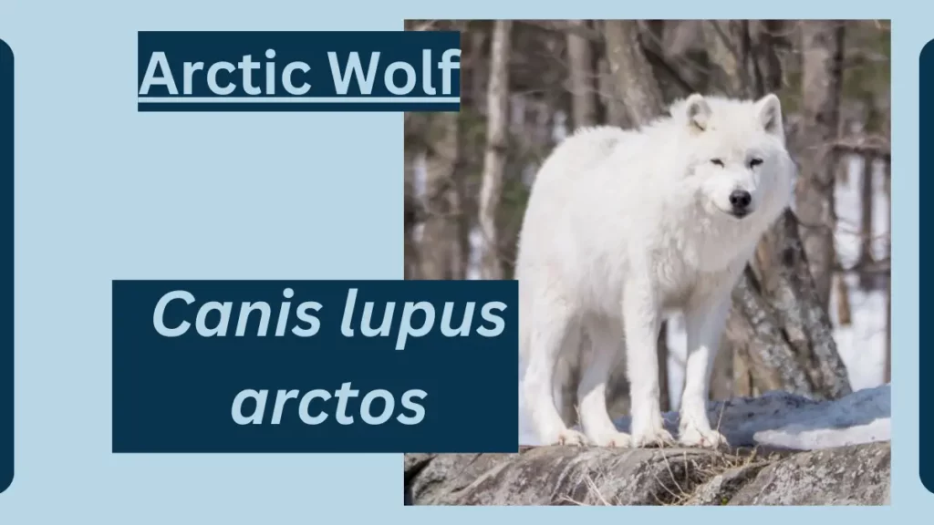 image showing Arctic Wolf