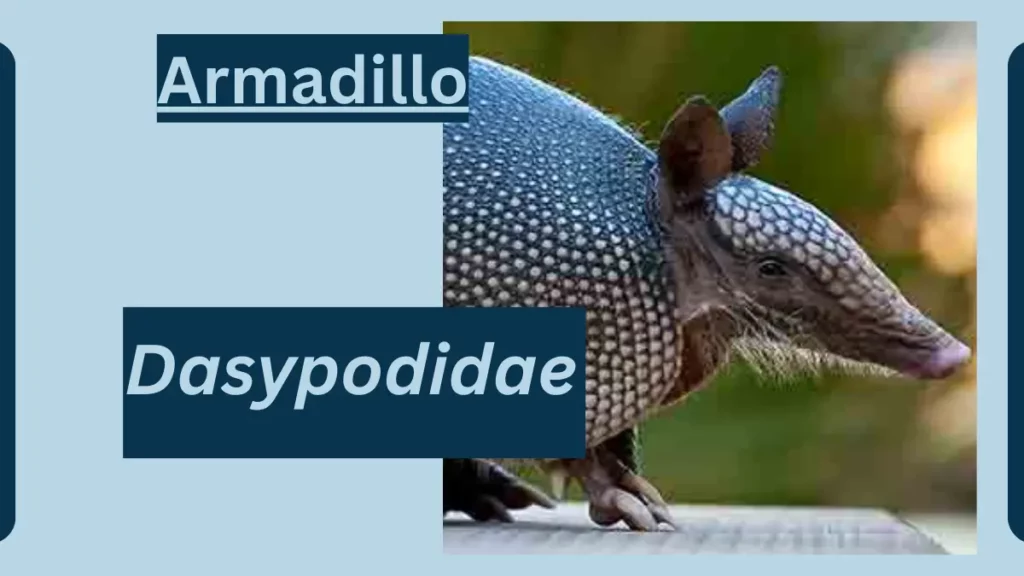 image showing Armadillo