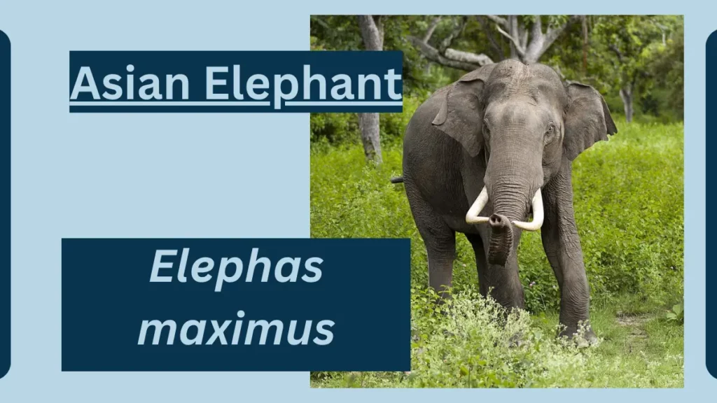 image showing Asian Elephant