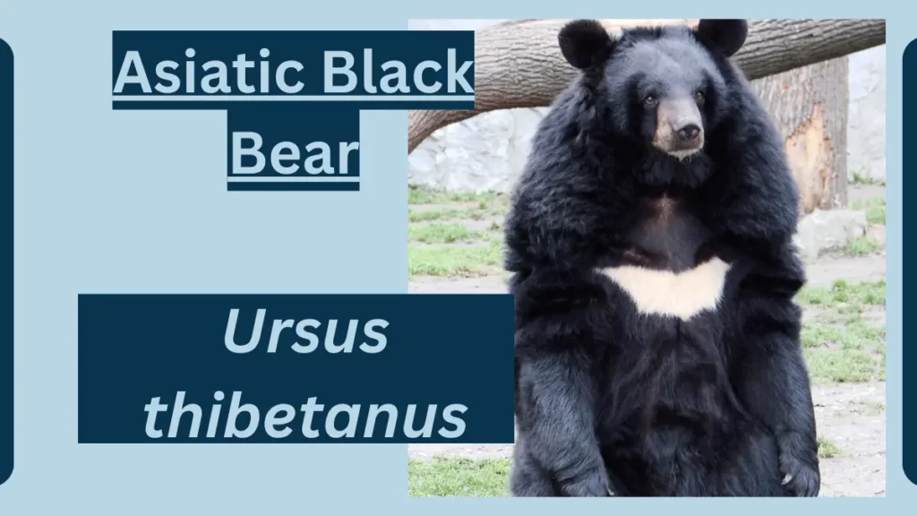 image showing Asiatic Black Bear